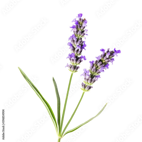 Lavender flower isolated. Illustration AI Generative.