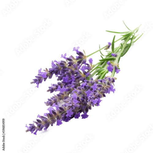 Lavender flower isolated. Illustration AI Generative.