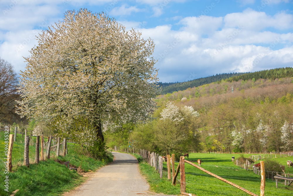 Landschaft im Frühling mit Kirschbaum in voller Blüte Landschaft im Frühling mit Kirschbaum in voller Blüte