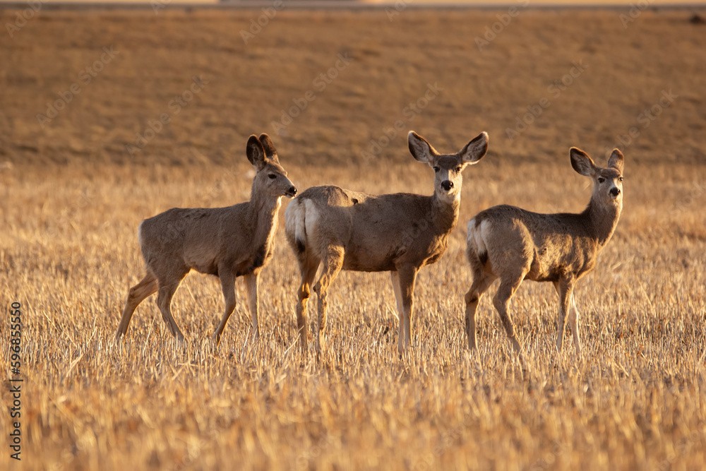 Mule deers are standing in the field with stubles in early spring. Mule deers are standing in the field with stubles in early spring.