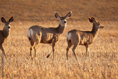 Mule deers are standing in the field with stubles in early spring.