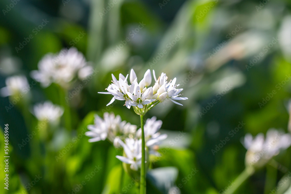Sunlight shining on a wild garlic flower in springtime, with a shallow depth of field Sunlight shining on a wild garlic flower in springtime, with a shallow depth of field