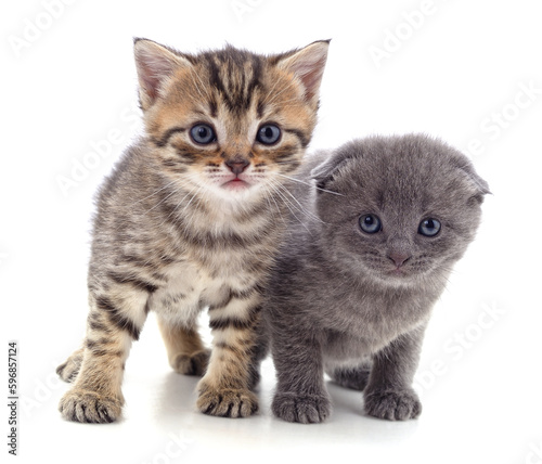 Two gray cat. © voren1