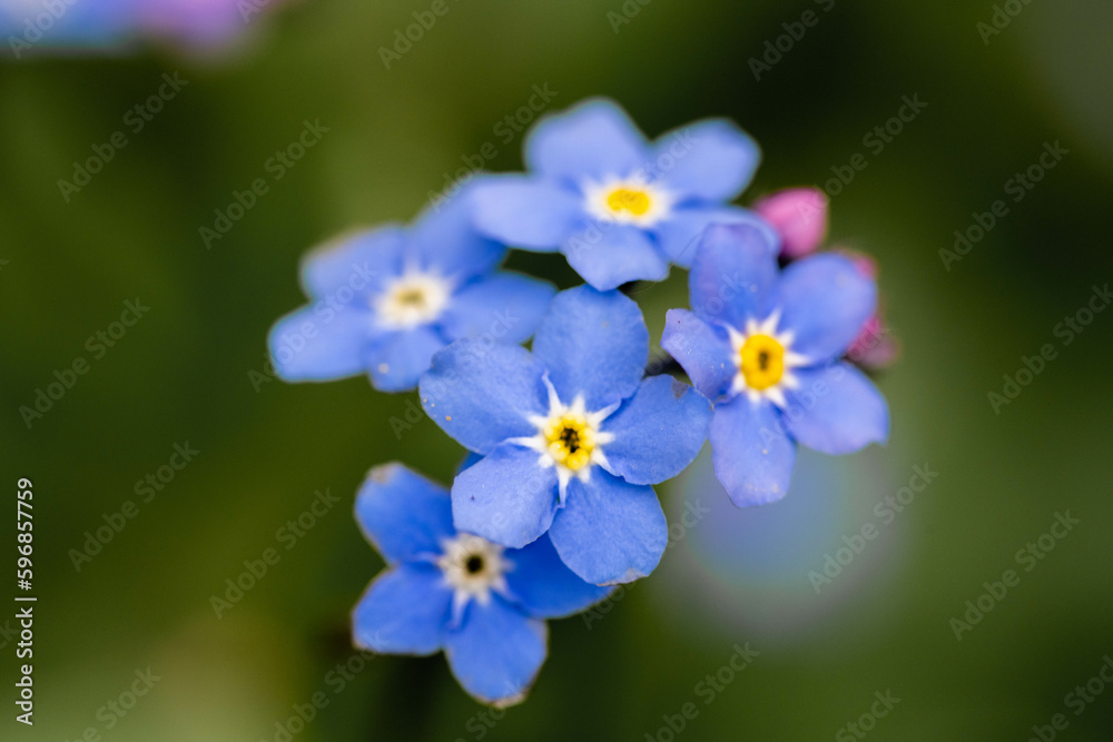 Forget-me-not flower macro blue flowers on a green background. Blooming flowers in spring Forget-me-not flower macro blue flowers on a green background. Blooming flowers in spring