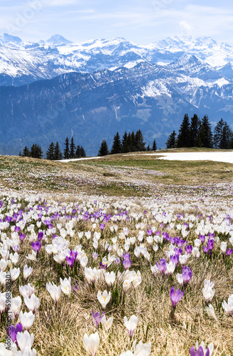 Wild crocus flowers on the alps with snow mountain of majestic Alps triumvirate of Eiger, Moench and Jungfrau behind in early spring - focus stacking for sharp foreground and background
