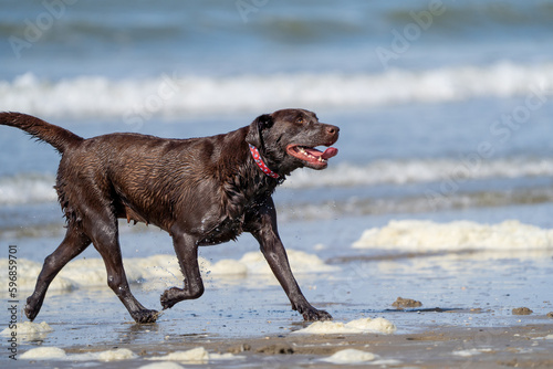 labrador retriever running on the beach