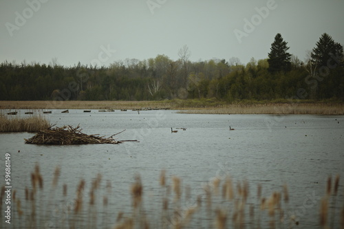 A Canadian Goose at Frink Conservation Area in Ontario, Canada. Nature and wildlife in North America. © Erika Norris