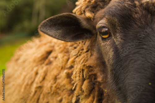 brown sheep looking at the camera