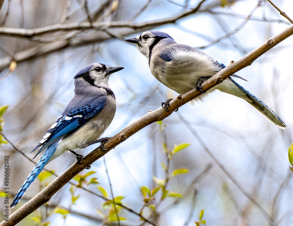 Pair of bluejays Pair of bluejays