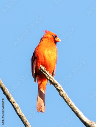 Male cardinal Birds