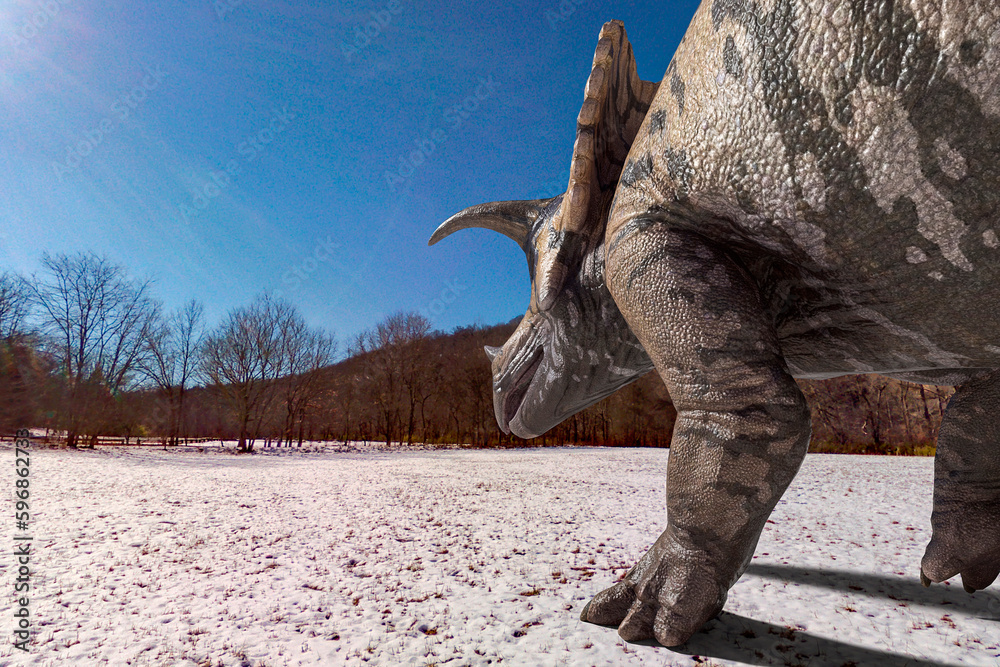 Fototapeta premium triceratops is looking out in winter times
