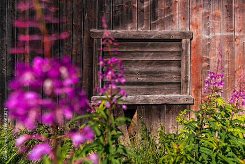 willow-herb in front of an old vintage wall photo