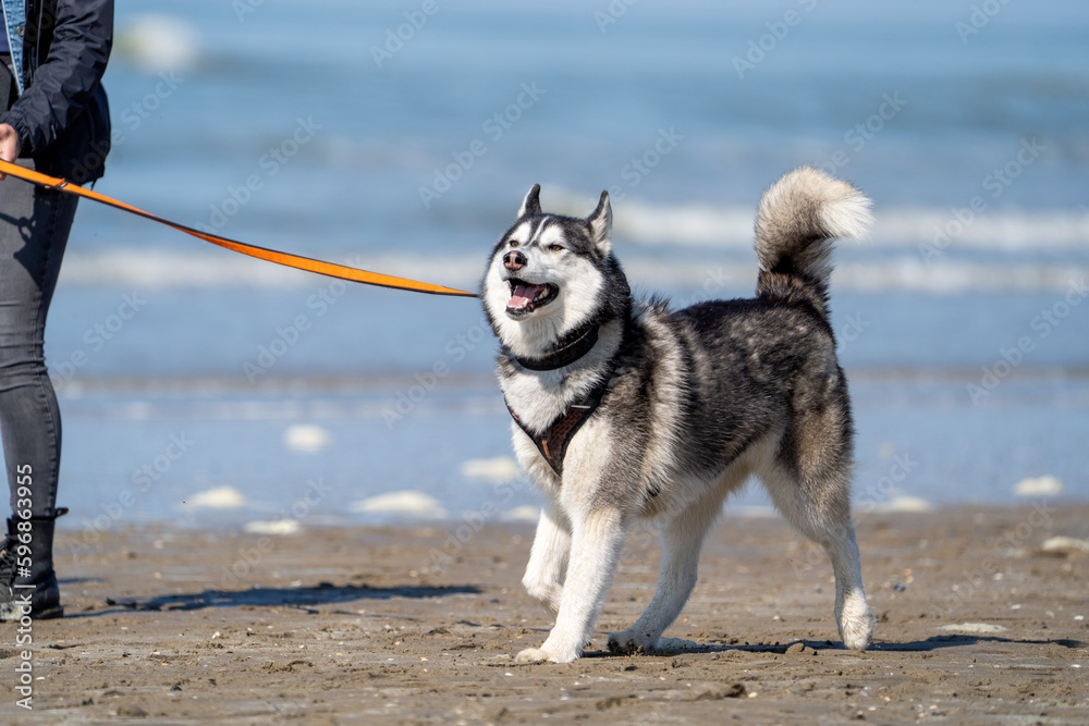 siberian husky dog on the beach