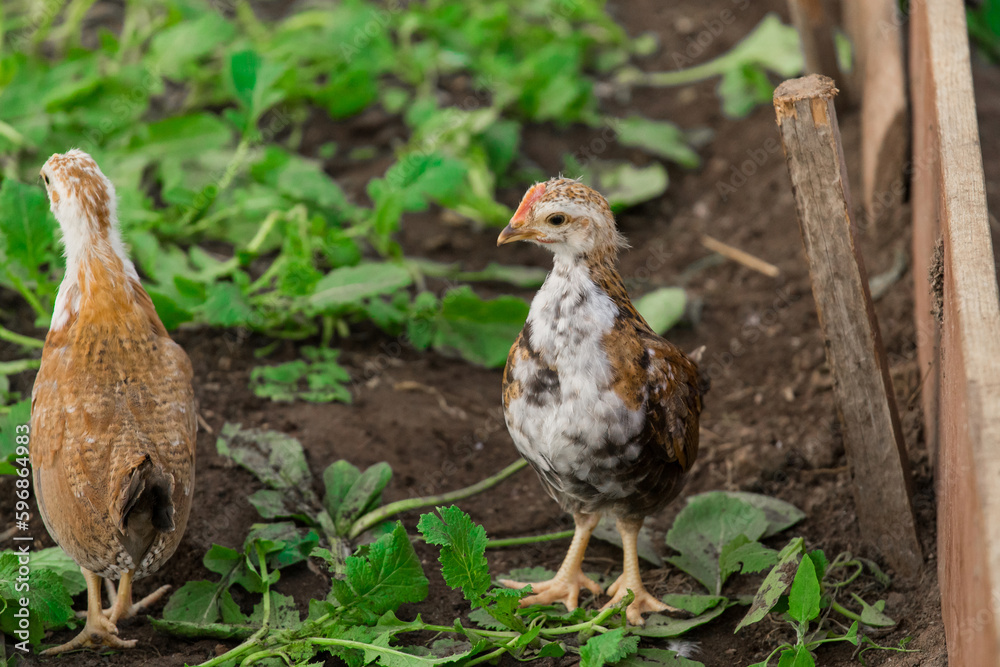 Two 2 brama Colombian chicken against the background of green leaves, close-up