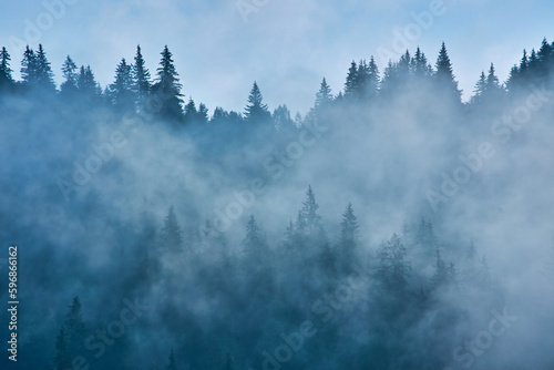 Misty landscape with fir forest © Ryzhkov Oleksandr