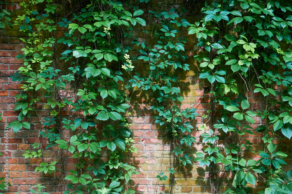 Green and orange wild grapes leaves wall background. The natural texture of the wild grapes leaves