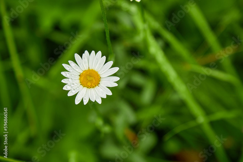 фотографія Chamomile or camomile flower with drops of water on the white petals after rain on the green background
