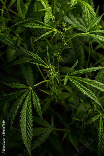Male marijuana plant. Sativa  Indoor cultivation.