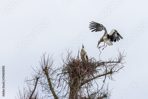 White Stork, Ciconia ciconia on the nest in Oettingen, Swabia, Bavaria, Germany, Europe