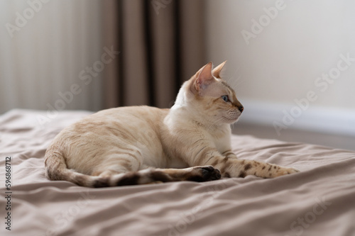 a pregnant light brown cat is lying on the bed with her eyes closed