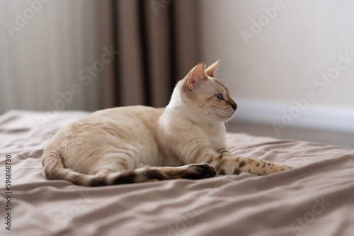 a pregnant light brown cat is lying on the bed with her eyes closed
