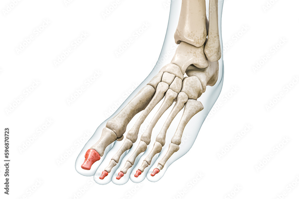 Distal phalanges of the toe bones in red with body 3D rendering ...