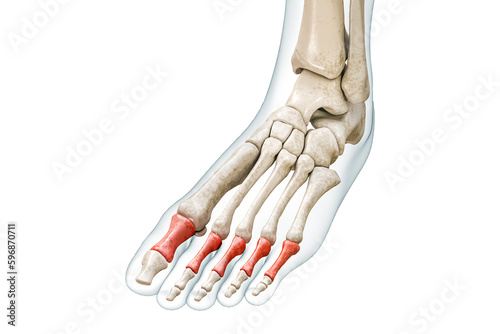 Proximal phalanges of the toe bones in red with body 3D rendering illustration isolated on white with copy space. Human skeleton and foot anatomy, medical diagram, osteology, skeletal system concepts.