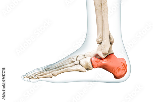 Calcaneus tarsal bone in red with body 3D rendering illustration isolated on white with copy space. Human skeleton, foot and heel anatomy, medical diagram, osteology, skeletal system concepts. photo