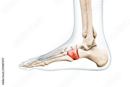 Cuboid tarsal bone in red with body 3D rendering illustration isolated on white with copy space. Human skeleton and foot anatomy, medical diagram, osteology, skeletal system concepts. photo