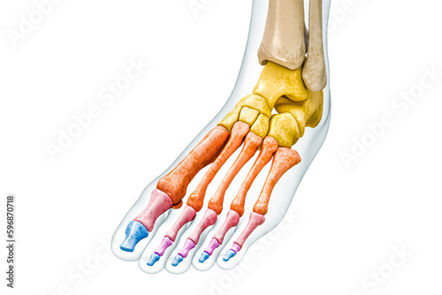 Tableau sur toile Each group of foot and toe bones in colors with body 3D rendering illustration isolated on white with copy space