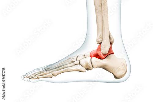 Talus tarsal bone in red with body 3D rendering illustration isolated on white with copy space. Human skeleton, foot and ankle anatomy, medical diagram, osteology, skeletal system concepts.