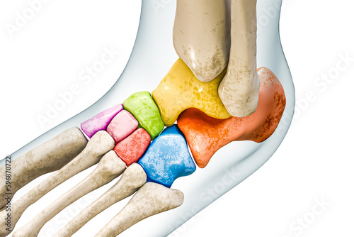 Tarsal bones or tarsus in colors with body contours 3D rendering illustration isolated on white with copy space. Human skeleton and foot anatomy, medical diagram, skeletal system concepts.