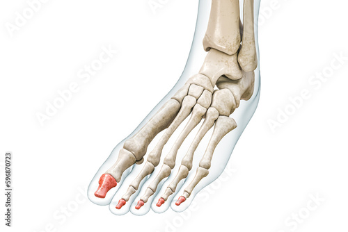 Distal phalanges of the toe bones in red with body 3D rendering illustration isolated on white with copy space. Human skeleton and foot anatomy, medical diagram, osteology, skeletal system concepts.