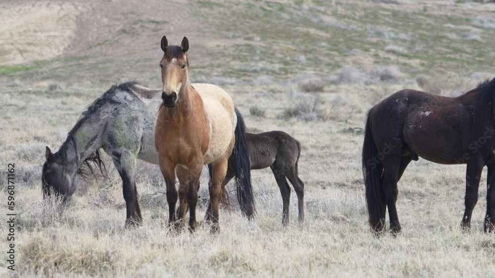 Horses from the South group of the Onaqui wild horse herd in the West desert of Utah. Horses from the South group of the Onaqui wild horse herd in the West desert of Utah.
