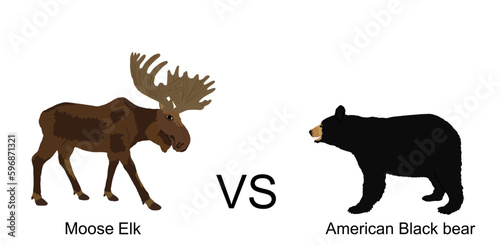 Moose against American black bear vector illustration isolated on white background. Battle for life and food against grizzly bear deer elk buck. Powerful huge antlers deer vs predator in forest.