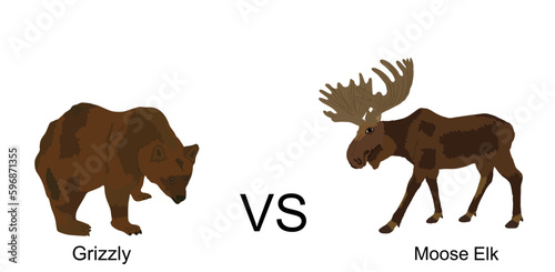 Moose against bear vector illustration isolated on white background. Battle for life and food against grizzly bear and deer elk buck. Powerful deer with huge antlers vs predator in forest. Survivor.