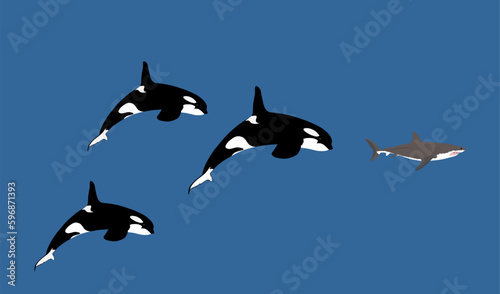 Flock of Killer Whale chase hunting great white shark jumping out of water vector illustration isolated on blue. Orcinus. Underwater fight sea predators battle. Deadly ocean killers. Powerful animal.