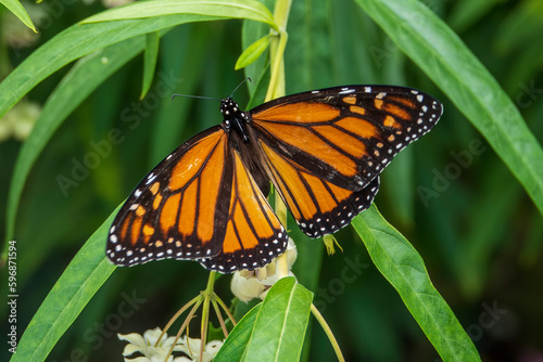 A monarch butterfly sitting on a milkweed or swan plant