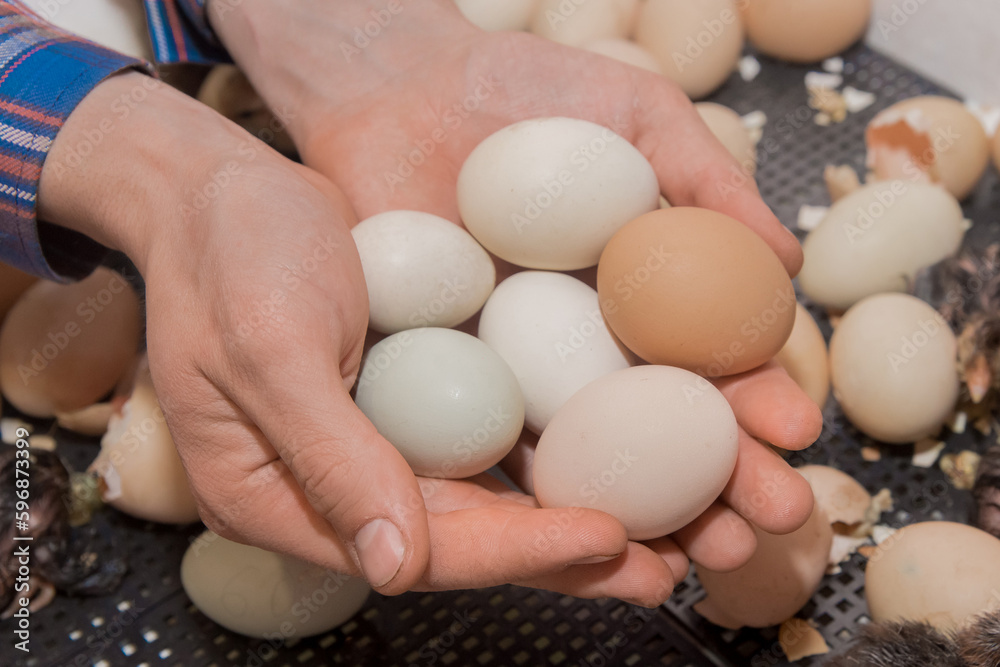 Close-up of a bunch of chicken hatching eggs with chicks inside against the background of an incubator and eggshell Close-up of a bunch of chicken hatching eggs with chicks inside against the background of an incubator and eggshell