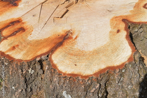 Stump from old oak tree