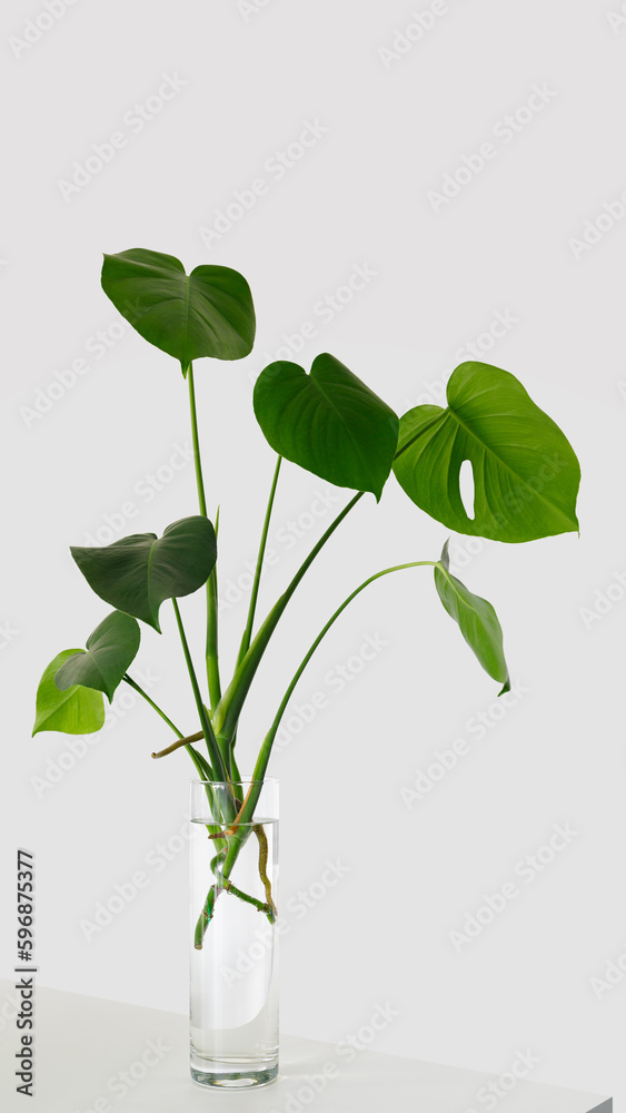 Monstera house plant rooted cutting in glass of water on white background