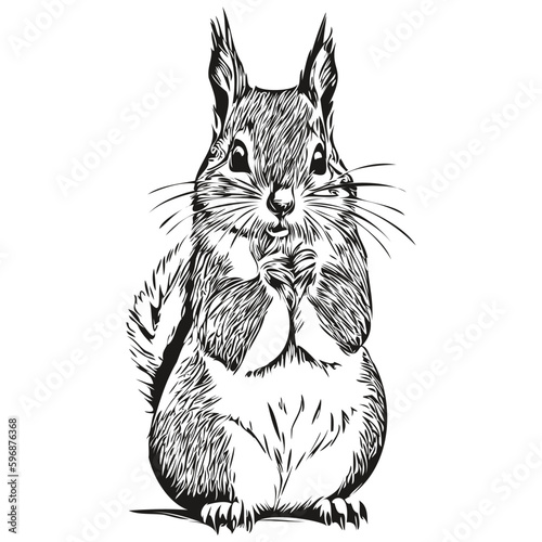 Cute hand drawn squirrel, vector illustration black and white baby squirrel.