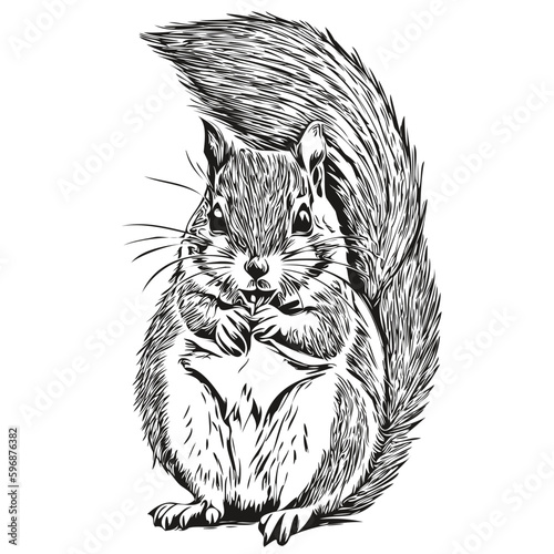 Cute squirrel on white background, hand draw illustration baby squirrel.