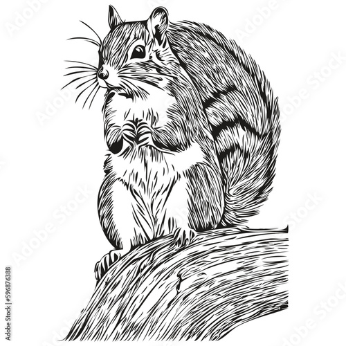 Engrave squirrel illustration in vintage hand drawing style baby squirrel.