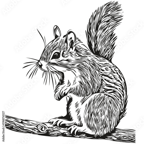 squirrel sketches, outline with transparent background, hand drawn illustration baby squirrel.