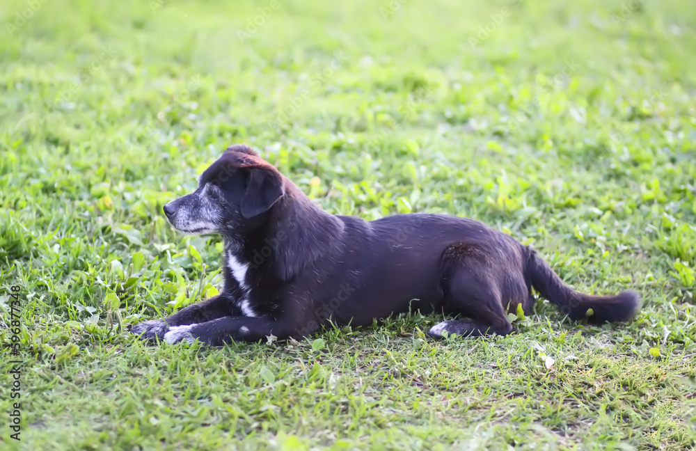 Frienfly adult dog lying on the green field in summer day. Frienfly adult dog lying on the green field in summer day.
