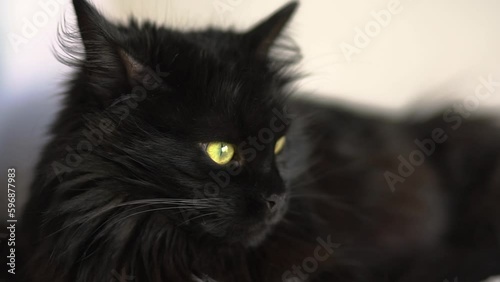Lying black cat looks around. Pets.