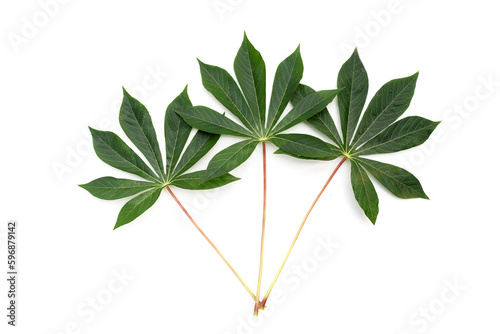Cassava leaves on white background.