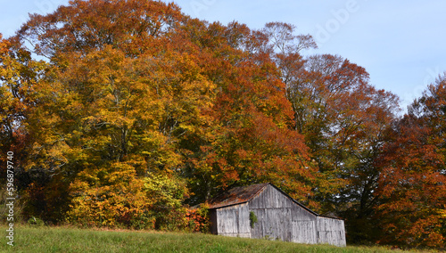 Autumn Limbs Overhang Rustic Wooden Barn