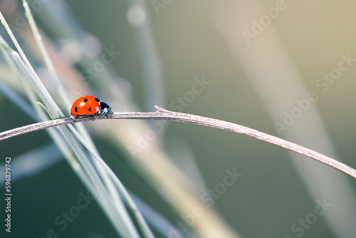 The seven-point ladybug photo